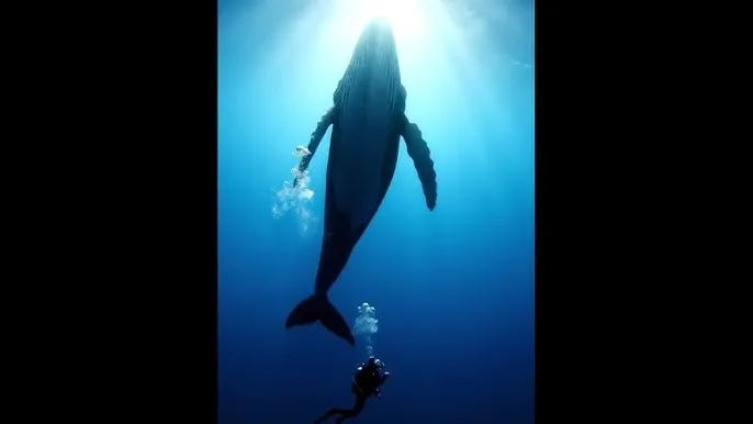 免费日产区 - 深蓝星球：探索海洋深处的未知世界
